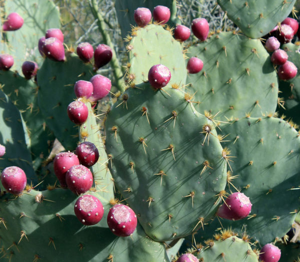 Native Plants Found in the US - Rodale Institute