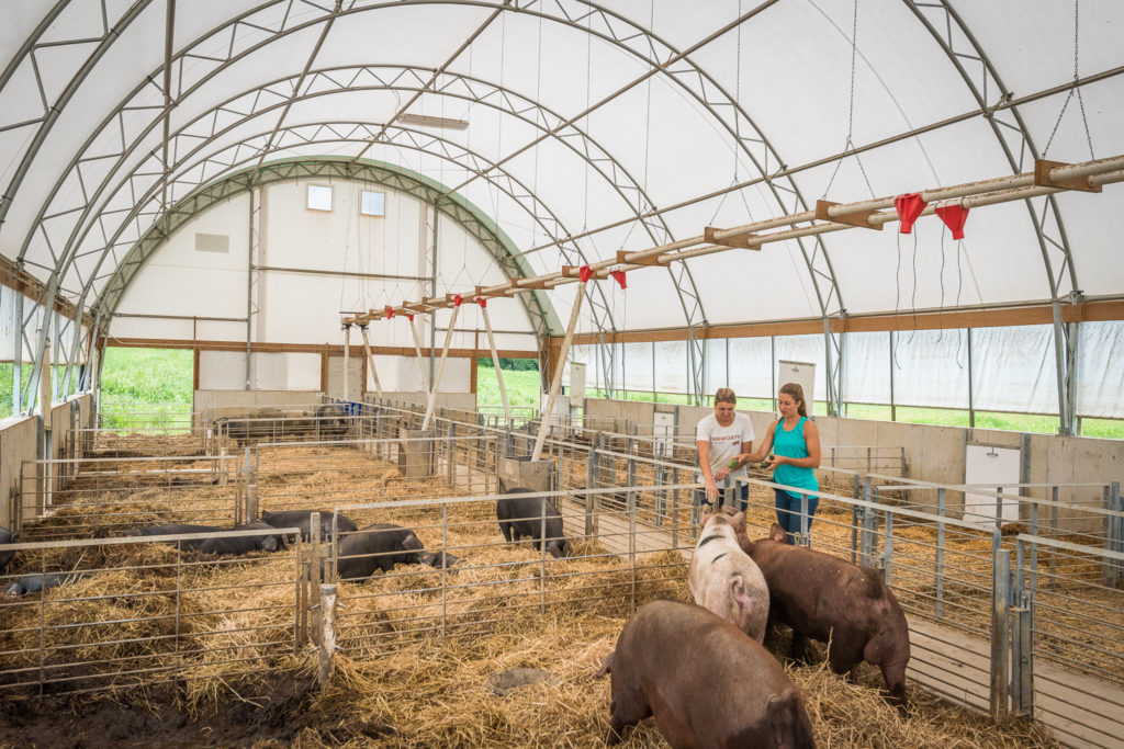 rodale hog facility