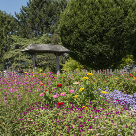 rodale flowers