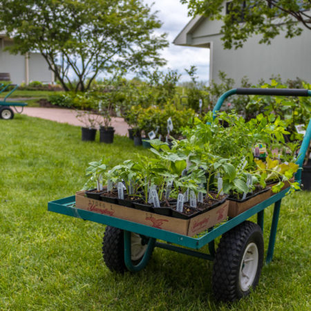 Organic Plant Sale