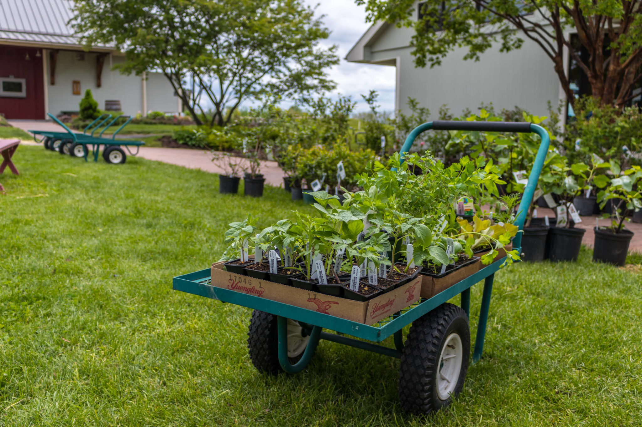 Vente de plantes biologiques