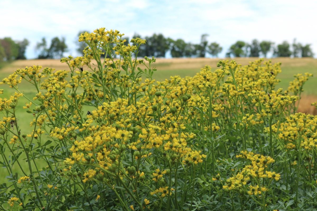 Demonstration Gardens Rodale Institute