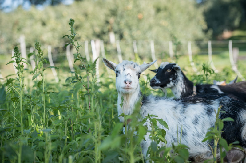 cabras pastando