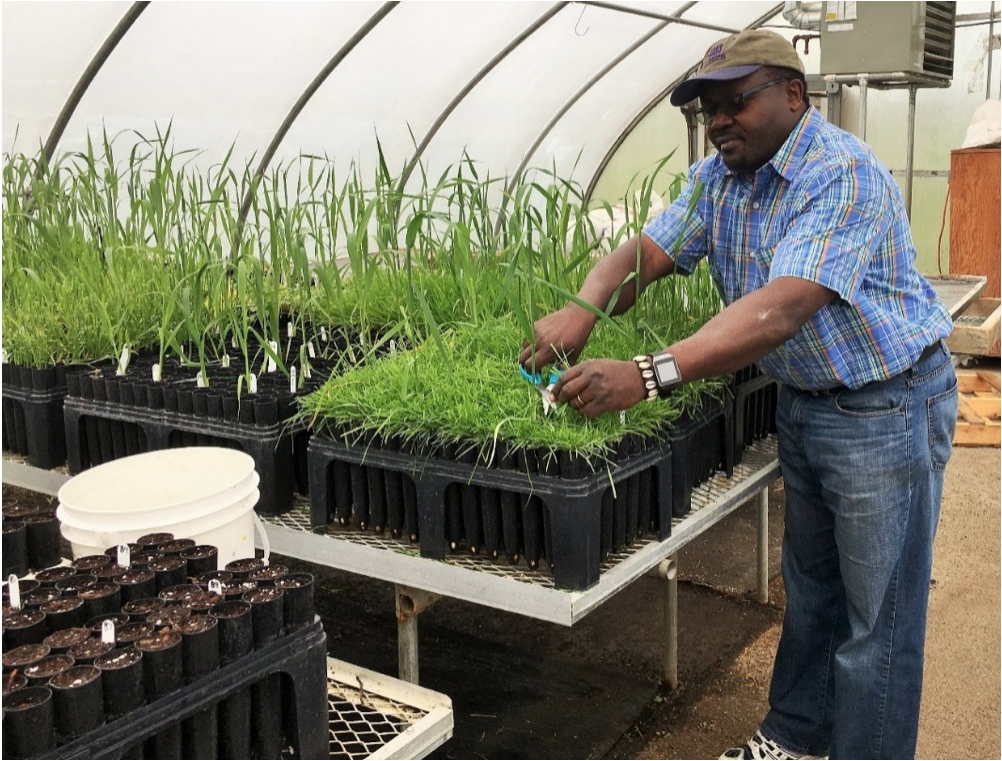 Dr. Emmanuel Omondi podando plantas de avena en invernadero