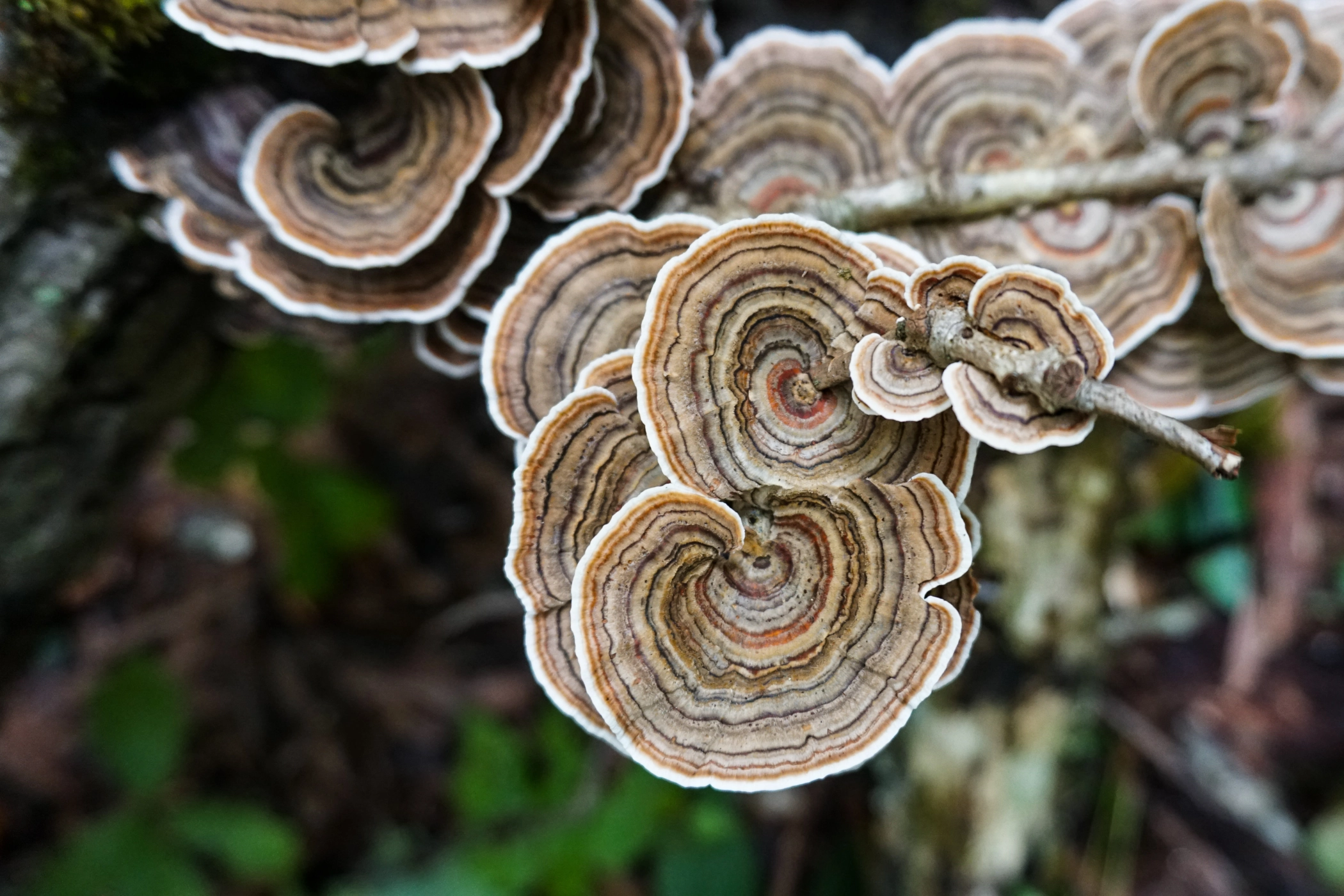 organic mushroom production