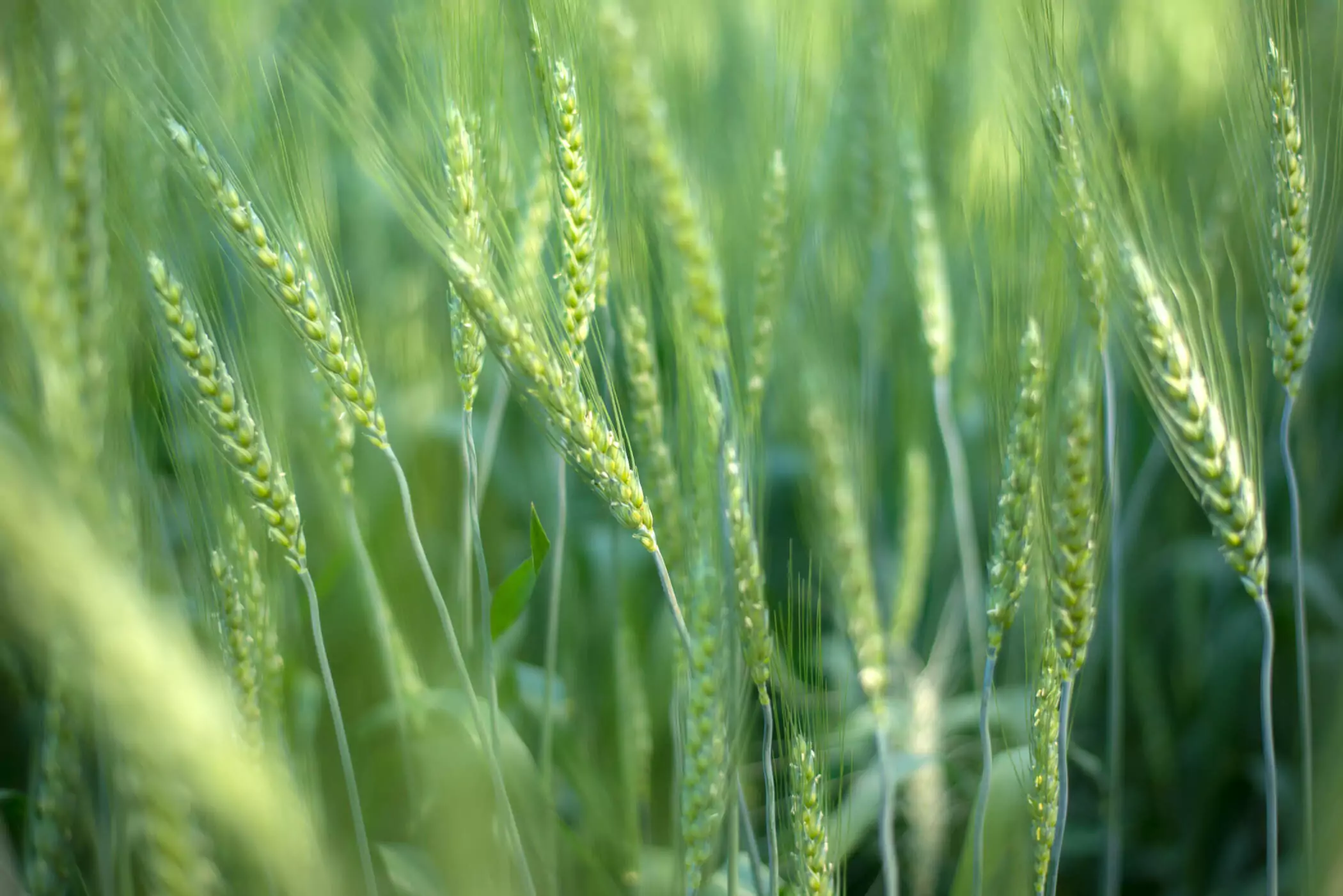 Diversifying Grain Crop Rotation