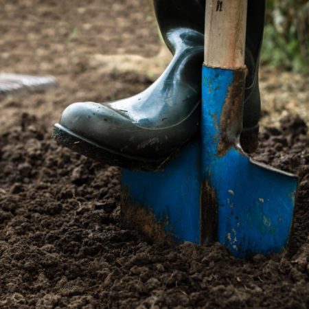 shovel digs into healthy organic soil