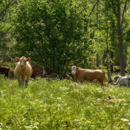 cows grazing on pasture