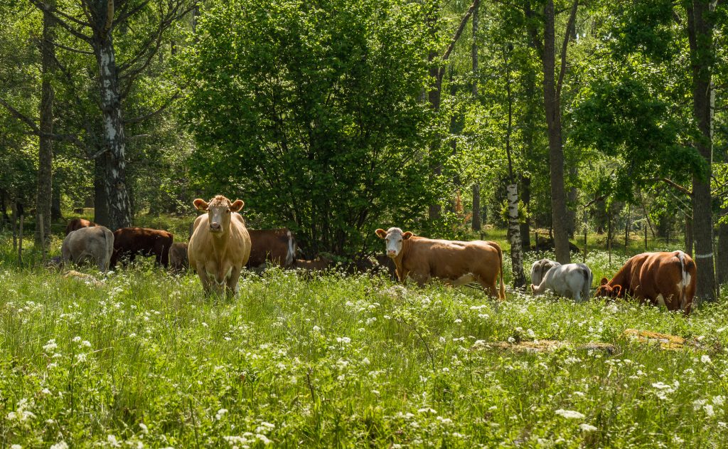 Cows grazing on pasture