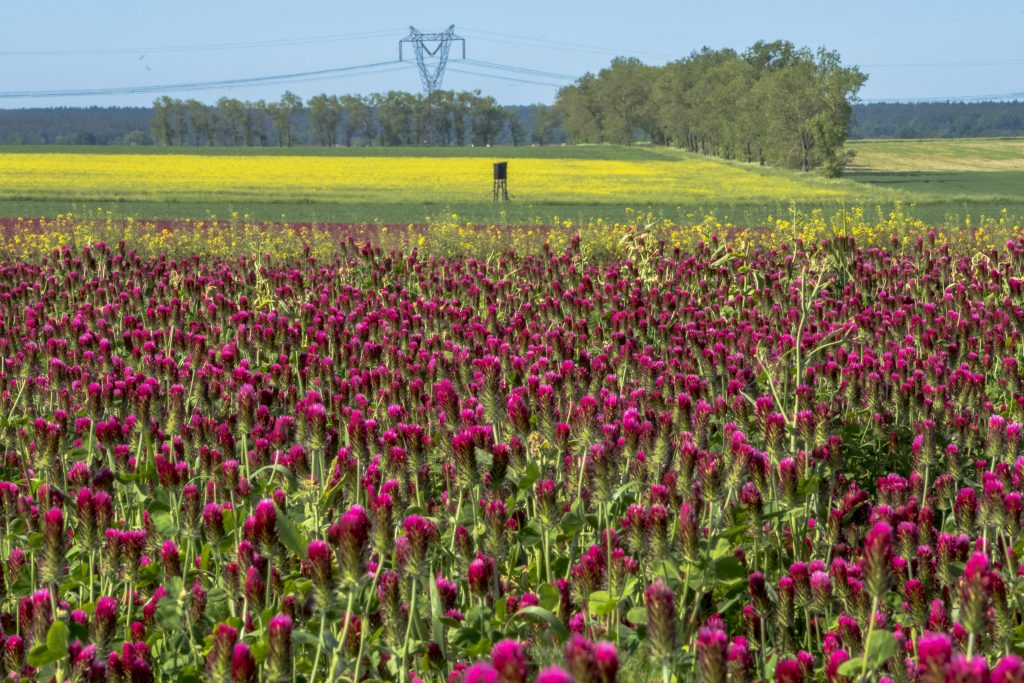 Un campo di colture di copertura di trifoglio