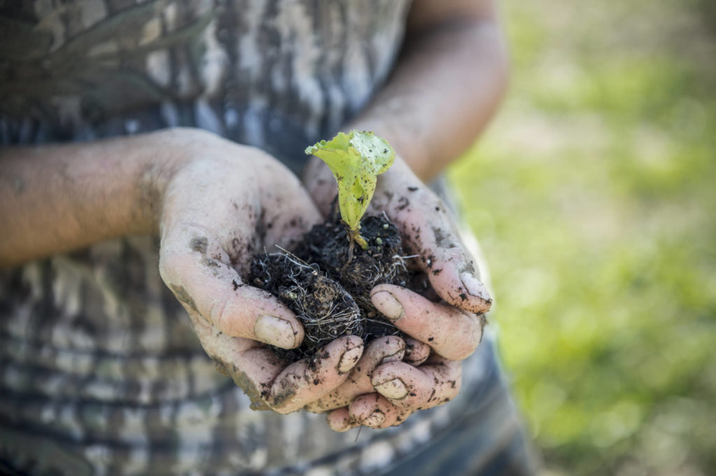 handful of organic soil