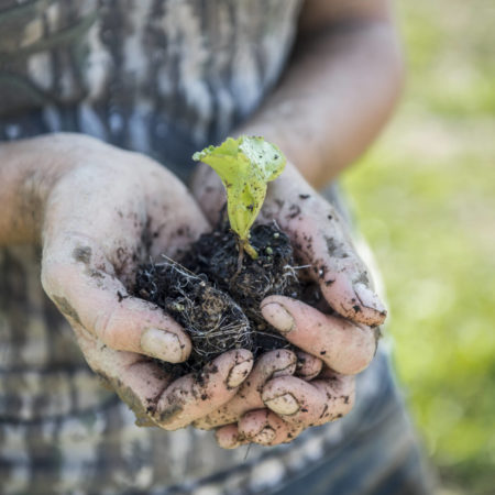 handful of organic soil