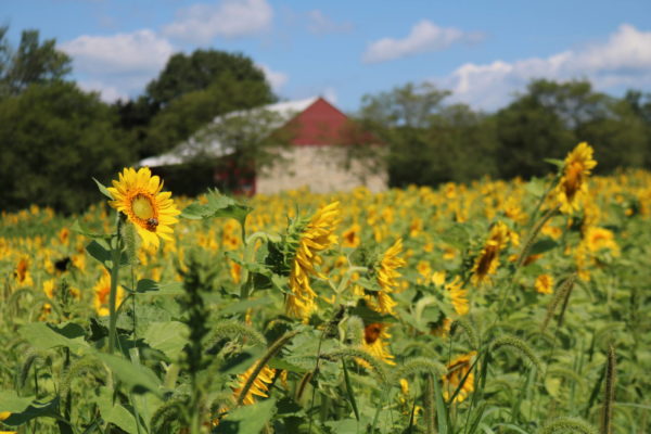 campo de girasoles con un granero rojo