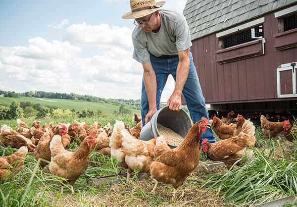 Farmer feeding his free-range chickens next to a portable barn