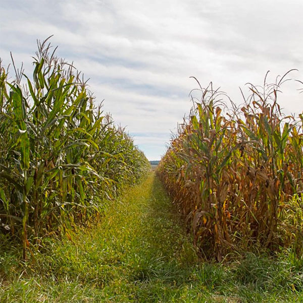 side-by-side comparison of conventional vs organic corn crops
