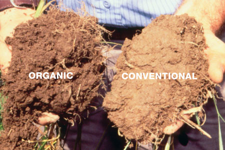 organic and conventional soils side by side