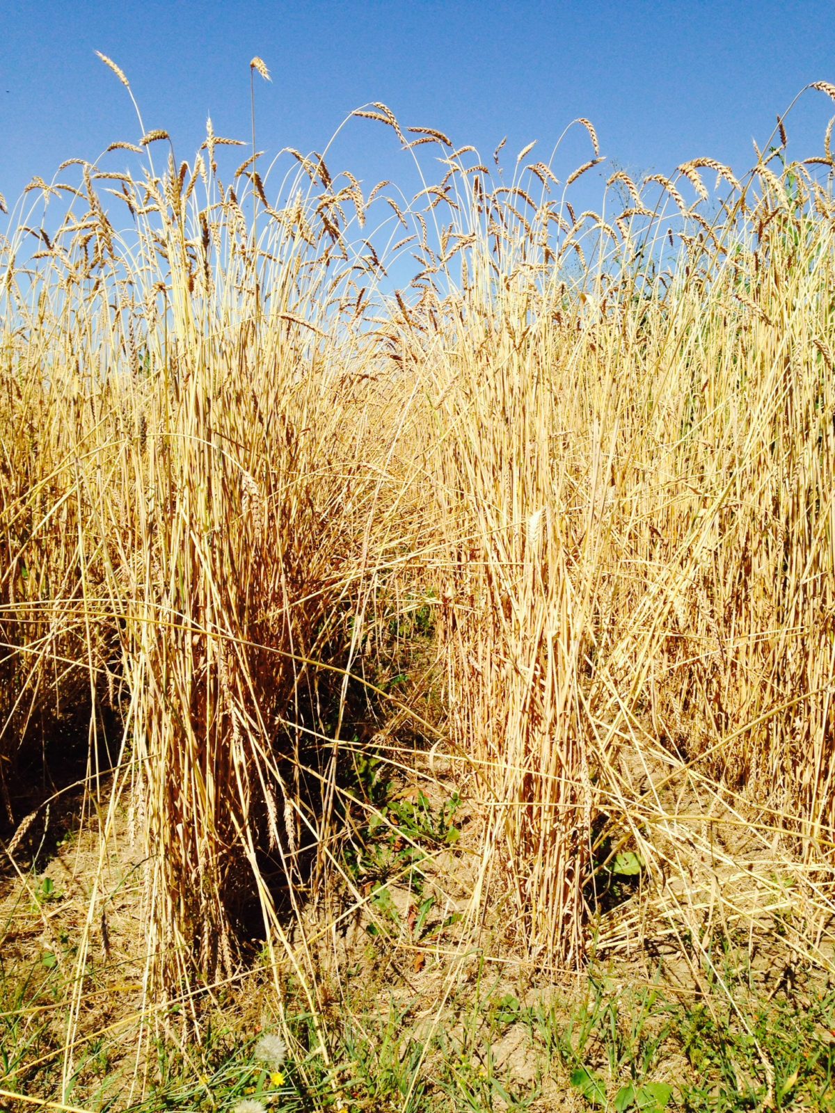 Bringing Back Heirloom Grains