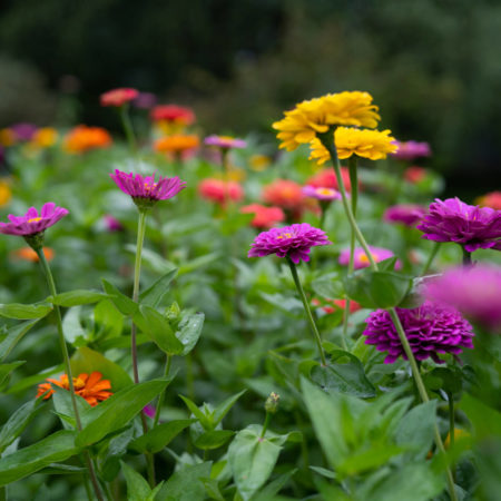 rodale zinnias