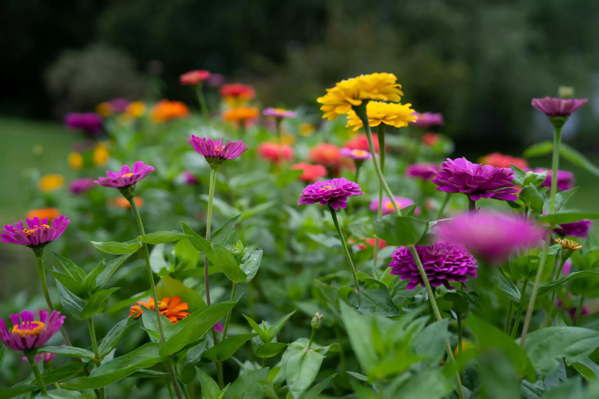 rodale zinnias